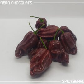 Peperoncino piccante Habanero Chocolate - Capsicum Chinense
