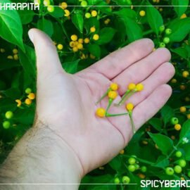 Peperoncino piccante Aji Charapita - Capsicum Chinense