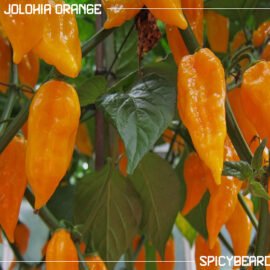 Peperoncino piccante Bhut Jolokia Orange - Capsicum Chinense