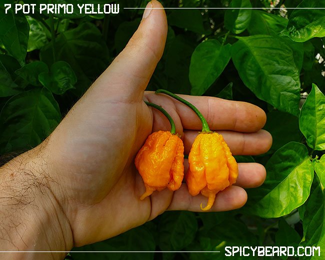 Peperoncino Chili semi 10 semi yellow più vivace come Bhut Jolokia 7 Pot Primo Giallo 