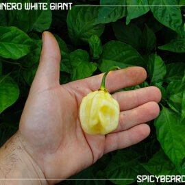 Habanero White Giant - Capsicum Chinense