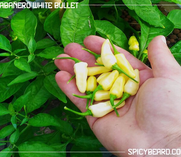 Habanero White Bullet - Capsicum Chinense