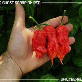 Jay's Ghost Scorpion Red - Capsicum Chinense