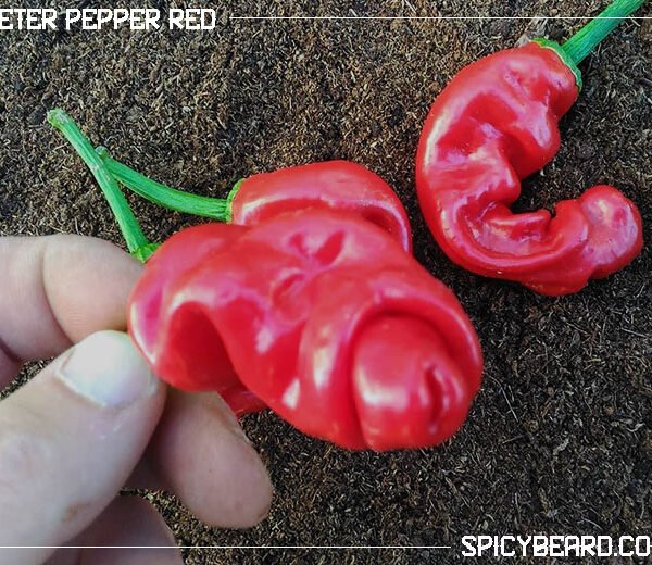 Peter Pepper Red - Penis Pepper