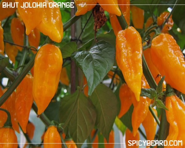 Peperoncino piccante Bhut Jolokia Orange - Capsicum Chinense