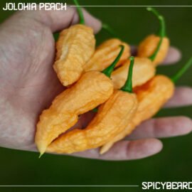 Peperoncino piccante Bhut Jolokia Peach - Capsicum Chinense