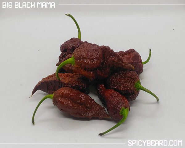 Peperoncino piccante Big Black Mama - Capsicum Chinense