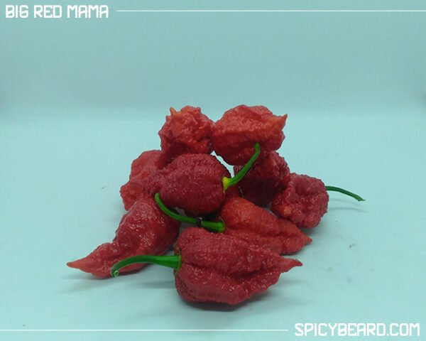 Peperoncino piccante Big Red Mama - Capsicum Chinense