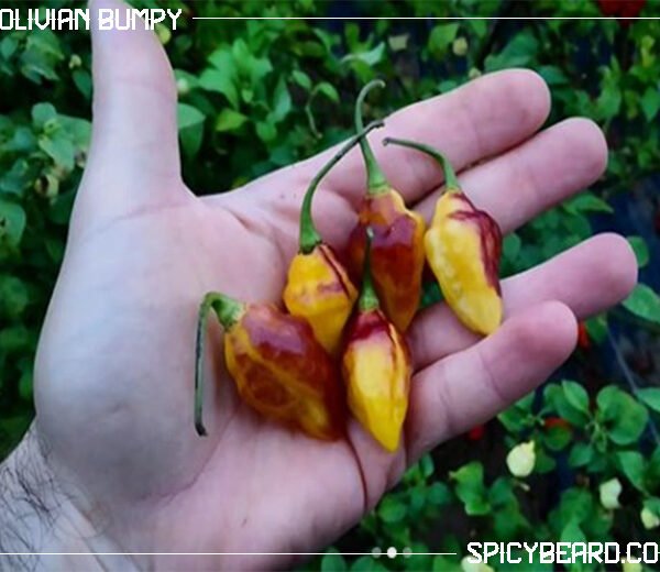 Peperoncino piccante Bolivian Bumpy - Capsicum Chinense
