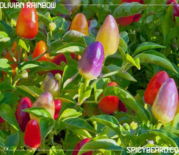 Peperoncino piccante Bolivian Rainbow - Capsicum Annuum