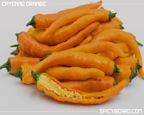 Peperoncino Piccante Cayenne Orange - Capsicum Annuum