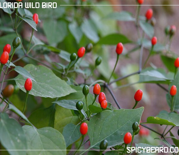 Peperoncino Piccante Florida Wild Bird - Capsicum Annuum Wild
