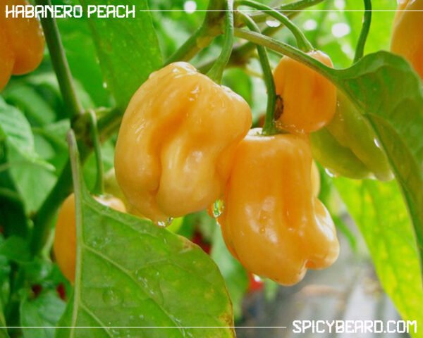 Peperoncino Piccante Habanero Peach - Capsicum Chinense