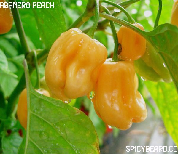 Peperoncino Piccante Habanero Peach - Capsicum Chinense