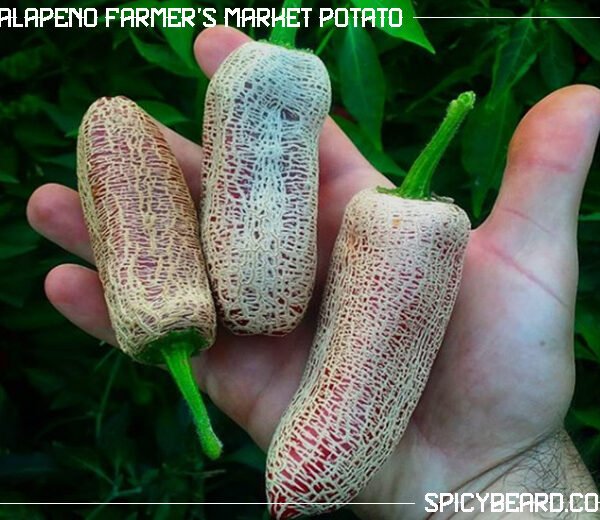 Peperoncino Piccante Jalapeno Farmer's Market Potato - Capsicum Annuum