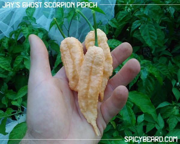 Peperoncino piccante Jay's Ghost Scorpion Peach