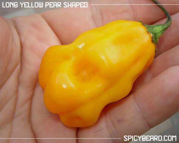 Peperoncino piccante Long Yellow Pear Shaped - Capsicum Chinense