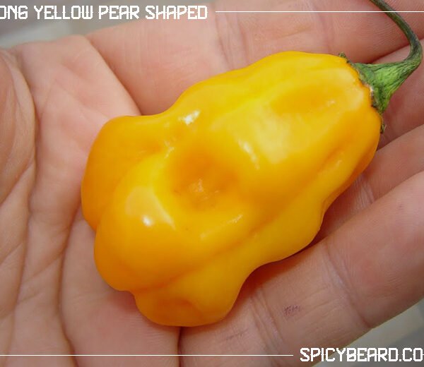 Peperoncino piccante Long Yellow Pear Shaped - Capsicum Chinense
