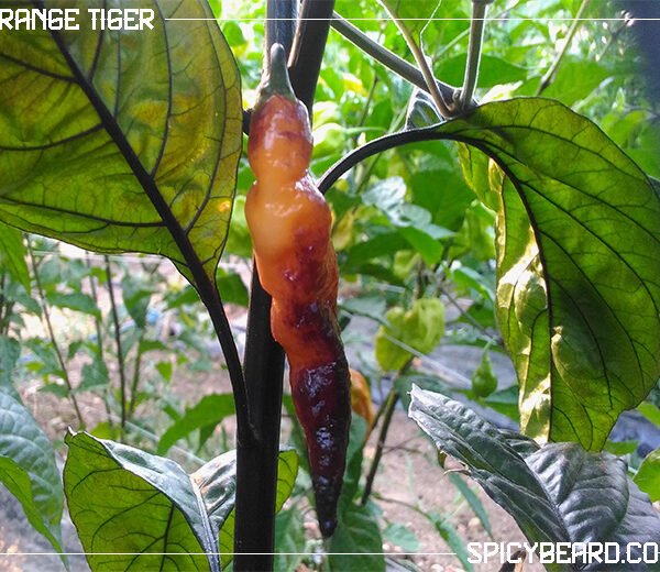 Peperoncino Piccante Orange Tiger - Capsicum Chinense