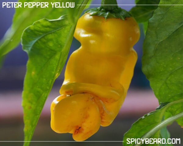 Peperoncino Peter Pepper Yellow - Penis Pepper - Capsicum Annuum