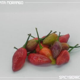 Peperoncino piccante Pimenta Morango - Capsicum Chinense