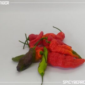 Peperoncino piccante Red Tiger - Capsicum Chinense