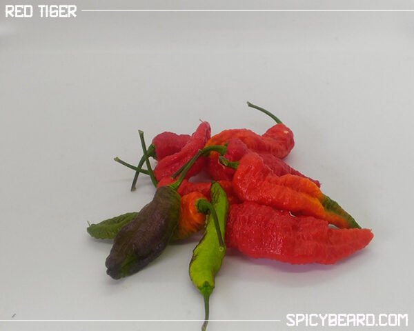 Peperoncino piccante Red Tiger - Capsicum Chinense