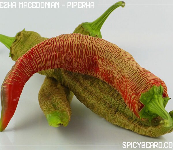 Peperoncino Rezha Macedonian - Vezena Piperka - Capsicum Annuum