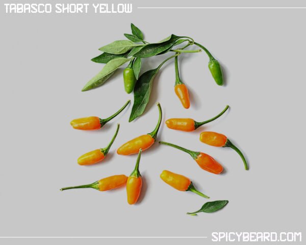 Peperoncino Short Yellow Tabasco - Capsicum Annuum