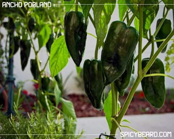 Peperoncino piccante Ancho Poblano - Capsicum Annuum