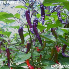 Peperoncino Piccante Cayenne Purple - Capsicum Annuum