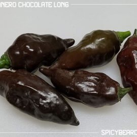 Habanero Chocolate Long - Capsicum Chinense - 10 Semi puri