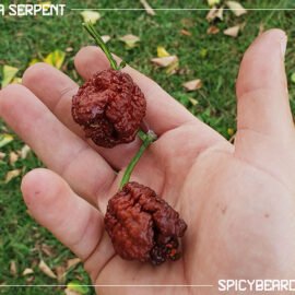 Sepia Serpent - Capsicum Chinense - 10 semi puri